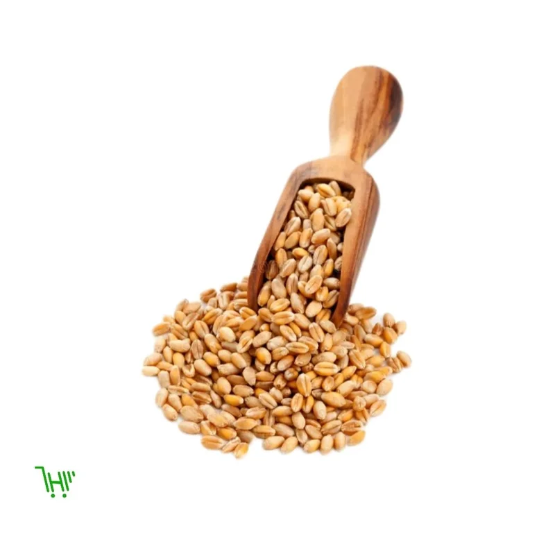 Пшеница весовой