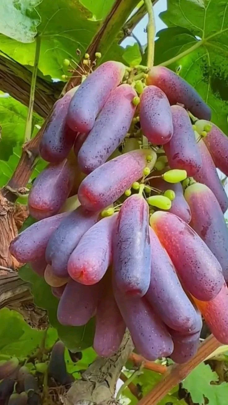 Виноград приздентский красный 1кг